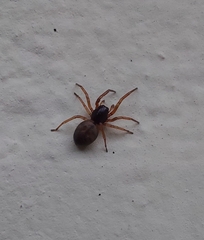Paratrachelas maculatus