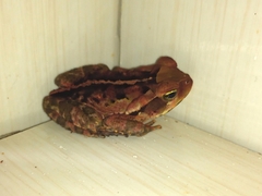 Rhinella crucifer