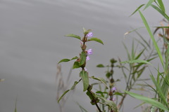 Hygrophila pogonocalyx