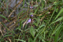 Hygrophila pogonocalyx