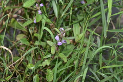Hygrophila pogonocalyx