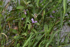 Hygrophila pogonocalyx