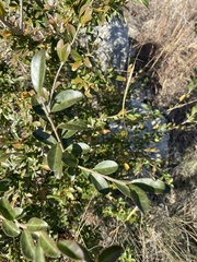 Ligustrum quihoui