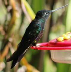 Coeligena helianthea