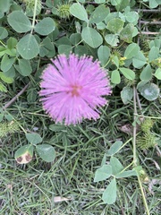 Mimosa strigillosa