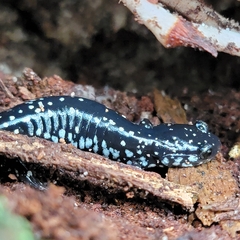 Plethodon grobmani