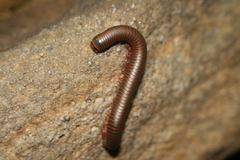 Narceus americanus