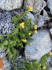 Rhodiola algida