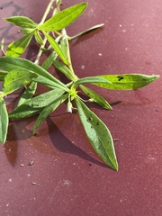 Oldenlandia corymbosa