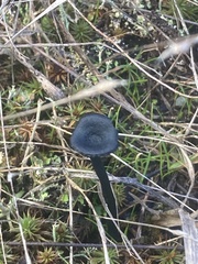 Arrhenia chlorocyanea