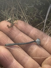 Arrhenia chlorocyanea