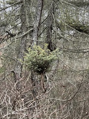 Arceuthobium pusillum