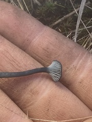 Arrhenia chlorocyanea