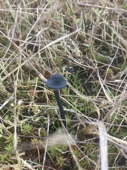 Arrhenia chlorocyanea