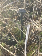 Arrhenia chlorocyanea