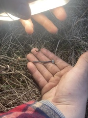 Arrhenia chlorocyanea