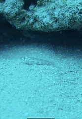 Gnatholepis thompsoni