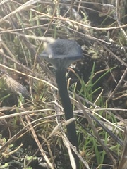 Arrhenia chlorocyanea