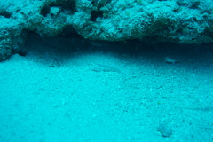 Gnatholepis thompsoni