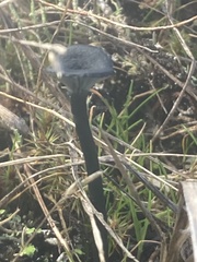 Arrhenia chlorocyanea