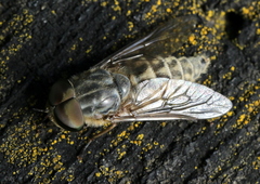 Tabanus bromius