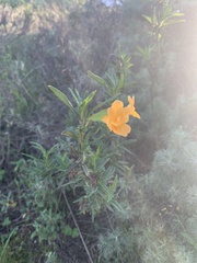 Diplacus aurantiacus