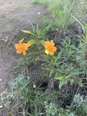 Diplacus aurantiacus