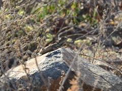 Agama aculeata aculeata
