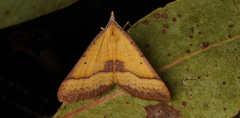 Anachloris subochraria