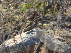 Agama aculeata aculeata