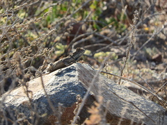 Agama aculeata aculeata