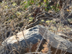 Agama aculeata aculeata