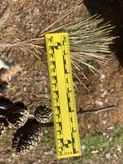 Pinus echinata