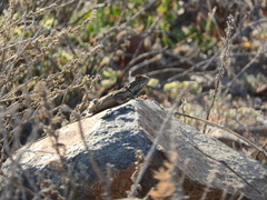 Agama aculeata aculeata