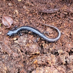 Plethodon grobmani