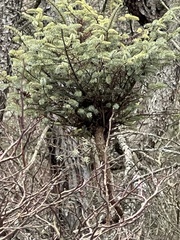 Arceuthobium pusillum