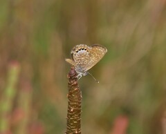 Brephidium pseudofea