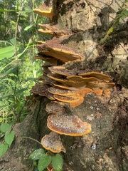 Trametes sanguinea