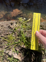 Nothoscordum bivalve