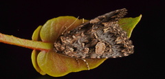 Condica macrosema