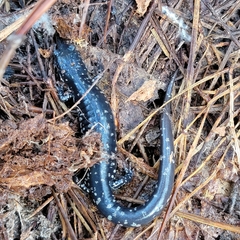 Plethodon grobmani