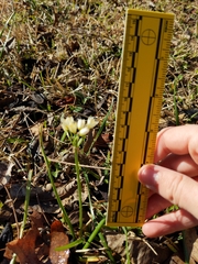 Nothoscordum bivalve