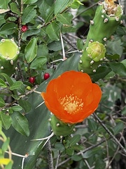 Opuntia elata