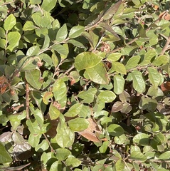 Loropetalum