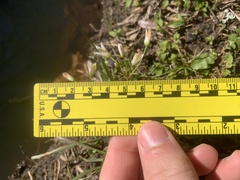 Nothoscordum bivalve