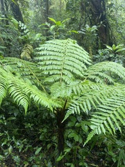 Alsophila spinulosa