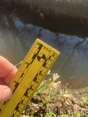 Nothoscordum bivalve