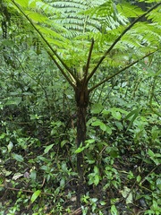 Alsophila spinulosa