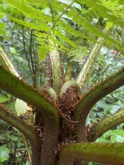 Alsophila spinulosa
