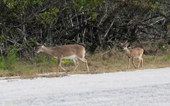 Odocoileus virginianus clavium